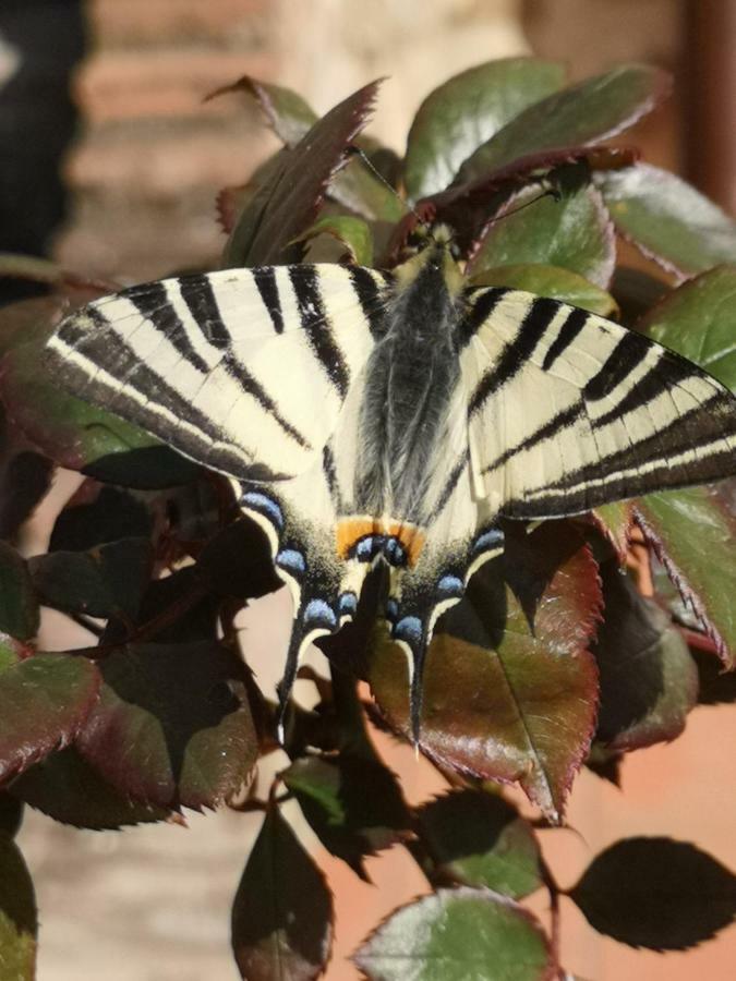 Appartamento Azzurra Roccalbegna Dış mekan fotoğraf